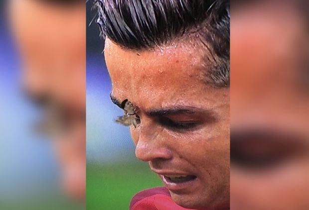 Meme Serangga Terbang Serang Ronaldo Merebak di Linimasa