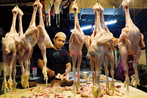 Harga Ayam Potong Tembus Rp50.000/Kg