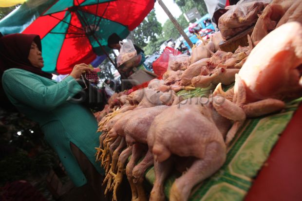 Harga Daging Ayam di Daerah Ini Tembus Rp40.000/Kg