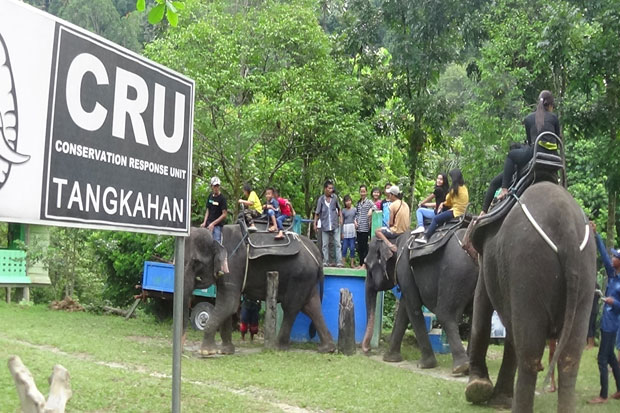 Serunya Memandikan Gajah di CRU Tangkahan Taman Nasional Gunung Leuser