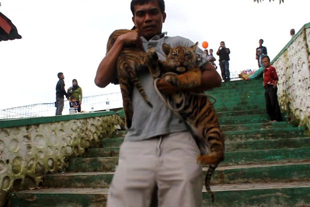 2 Anak Harimau Sumatera Mati Diduga Dianiaya Pawang