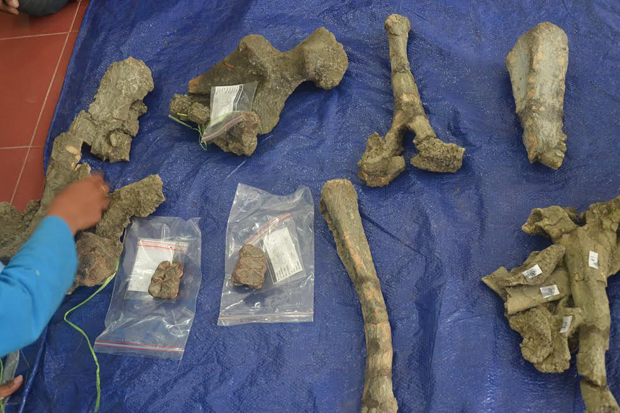 Fosil Gajah Purba Ditemukan di Brebes