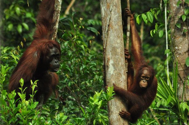 Dua Orangutan Berkeliaran di Perumahan, Warga Ketakutan