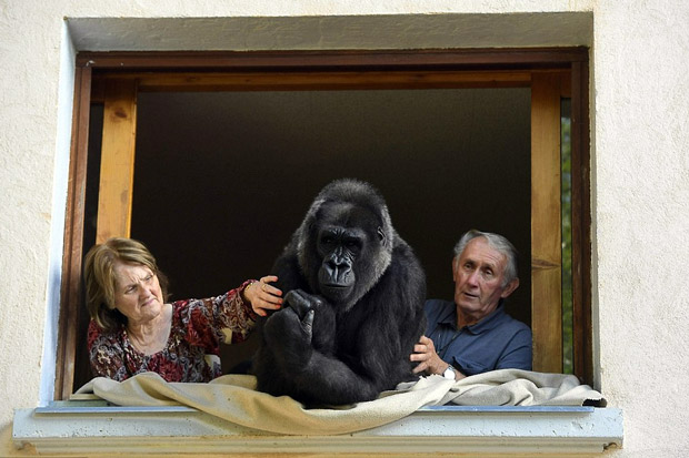 Pasangan Prancis Ini Hidup 18 Tahun dengan Gorila