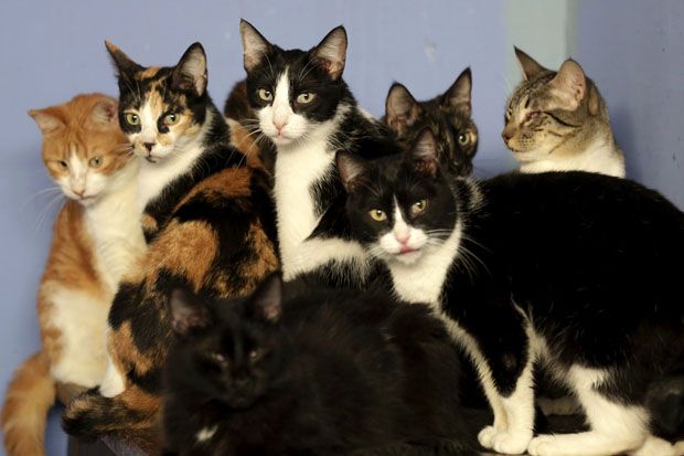 Pelihara Kucing Bantu Terapi Anak Berkebutuhan Khusus