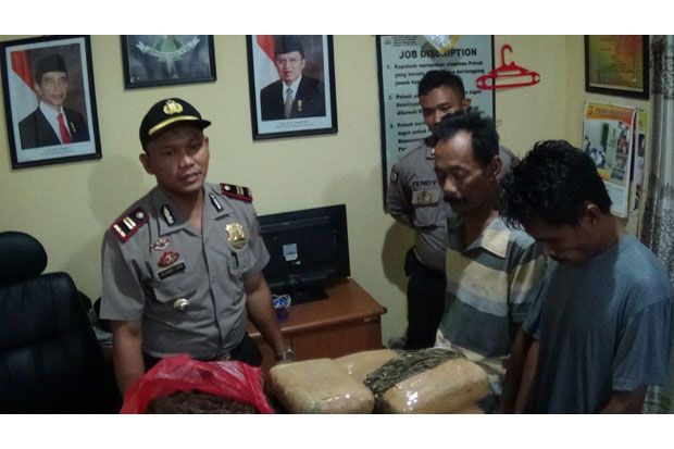 24 Kg Ganja Diamankan Polisi di Aceh Tamiang
