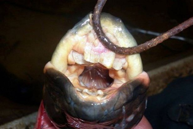 Lungfish Bergigi Mirip Gigi Manusia Ditemukan di Argentina