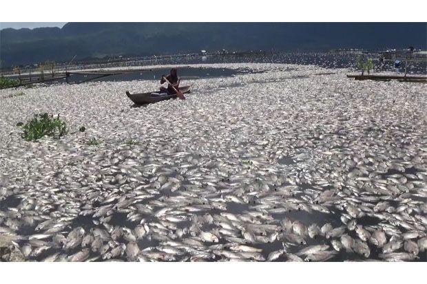 Ratusan Ton Bangkai Ikan di Danau Maninjau Timbulkan Bau Tak Sedap