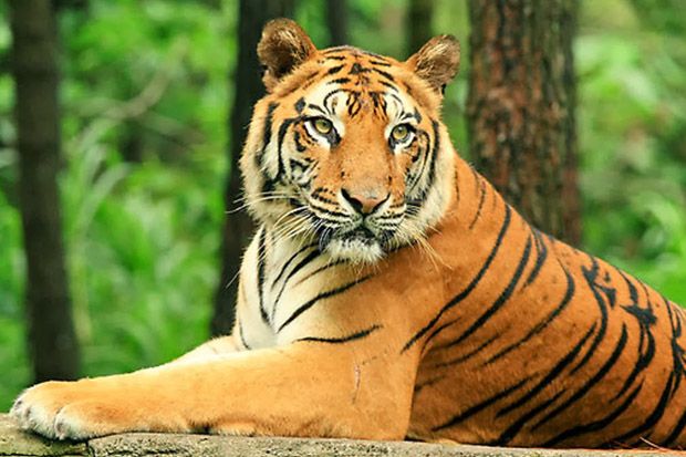 Harimau Jawa Diduga Masih Hidup di Lereng Lawu