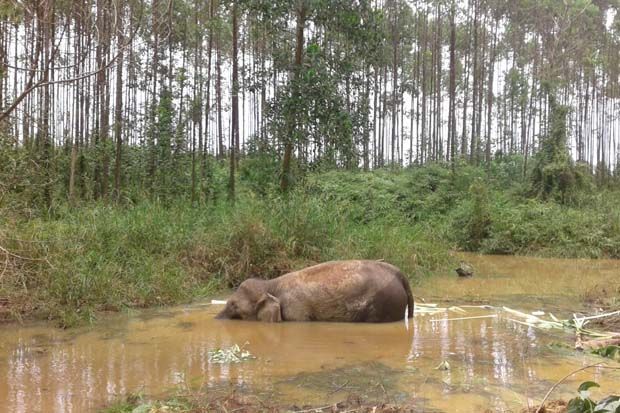 Bangkai Gajah Dievakuasi Ditemukan Banyak Luka Tombak