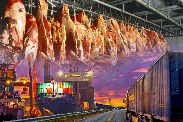 Bulog Tak Sebar Merata Impor Daging Kerbau