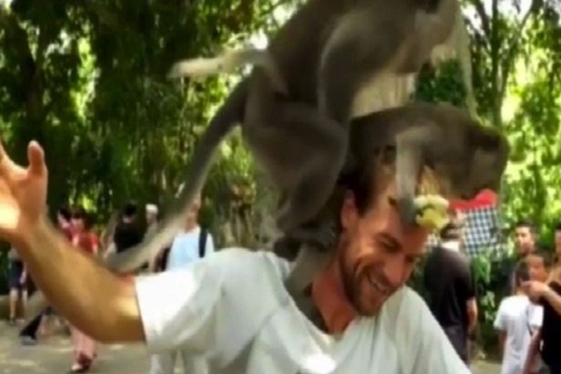 Monyet Bali Bercinta di Atas Kepala Turis AS Jadi Bahan Tertawaan