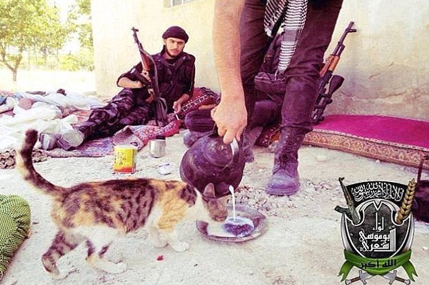 Fatwa ISIS: Kucing Dilarang Dikembangbiakkan di Rumah