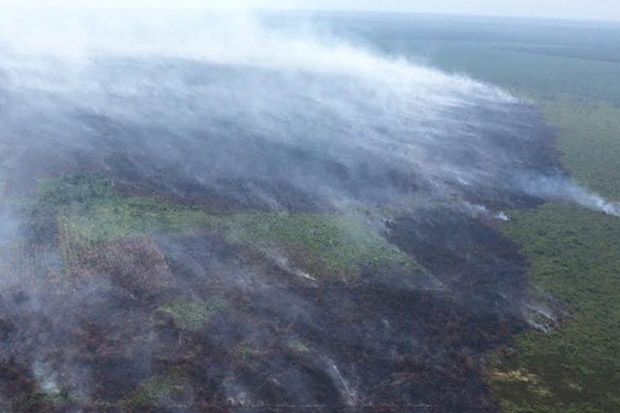50 Hektare Hutan di Kepulauan Meranti Ludes Terbakar