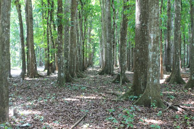 Pemerintah Ditawari Pengklasteran Pengelolaan Hutan Produksi