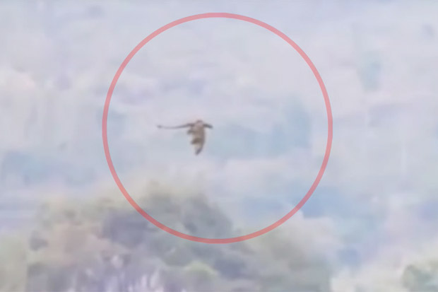 Naga Misterius Tertangkap Kamera Terbang di Pegunungan China