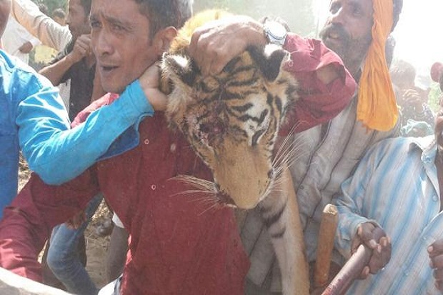 Diburu 44 Hari, Harimau Pemakan Manusia di India Dibunuh