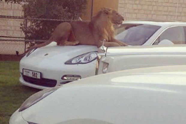 Khawatir Begal, Macan dan Singa Dijadikan Satpam Mobil Mewah