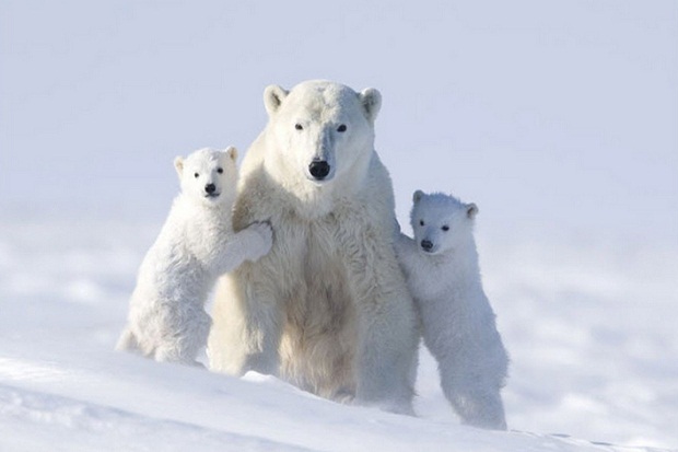 5 Negara Ini Punya Wisata Beruang Kutub