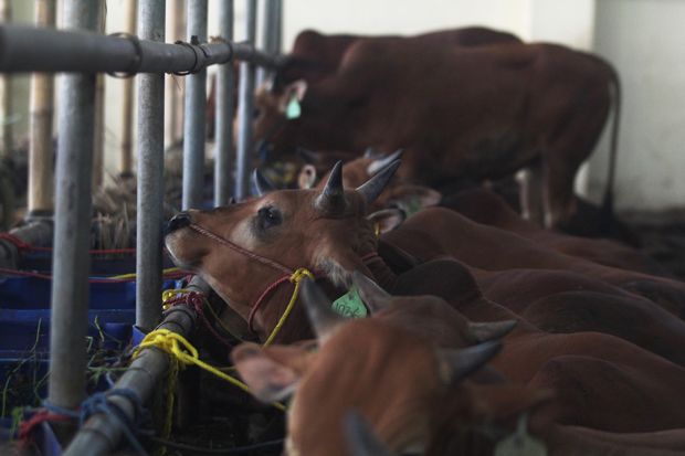 DPR: Optimalkan Kelompok Tani, Impor Daging Bisa Dihentikan