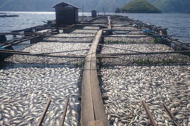 Ratusan Ton Ikan Mati di Danau Toba
