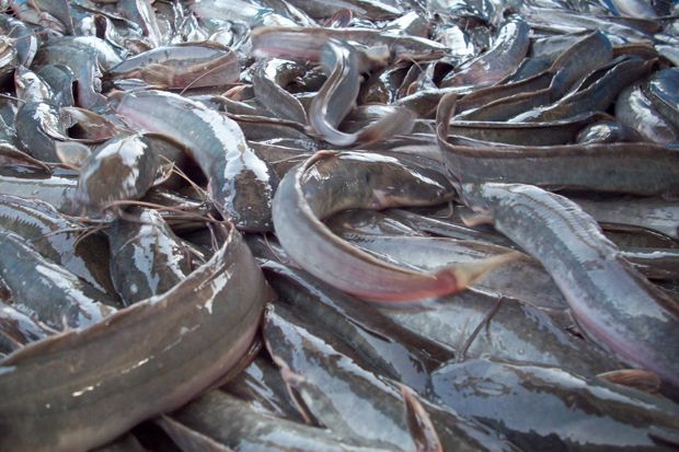 Ekspor Ikan Lele Indonesia Tembus Pasar Eropa