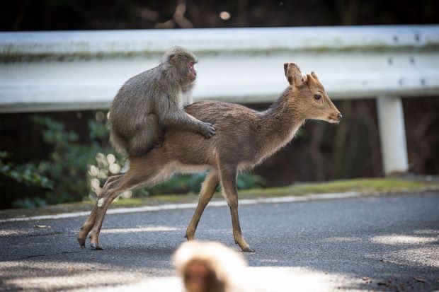 Monyet di Jepang Tepergok Bercinta dengan Rusa
