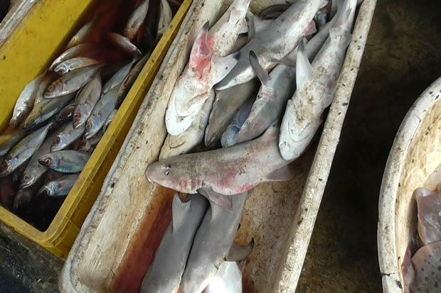 Ada Jual Beli Hiu di Tempat Pelelangan Ikan Karawang