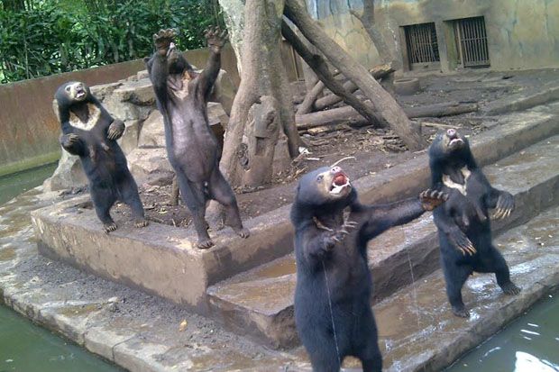 Tim BKSDA Foto 11 Beruang Madu di Kebun Binatang Bandung