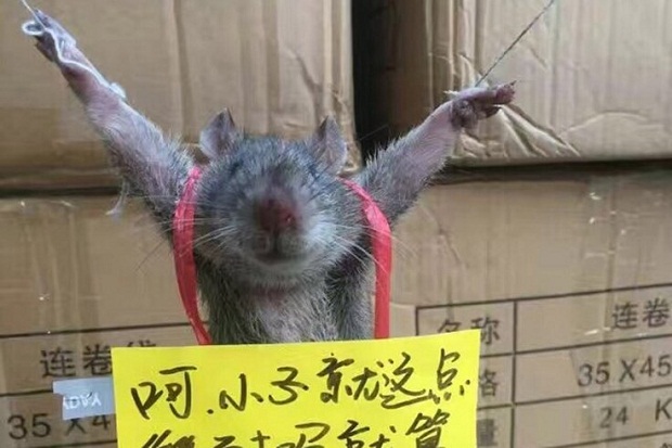 Curi Beras di Toko China, Seekor Tikus Diikat dan Dipermalukan