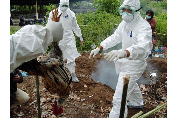 WHO Peringatkan Flu Burung Siaga Tingkat Tinggi