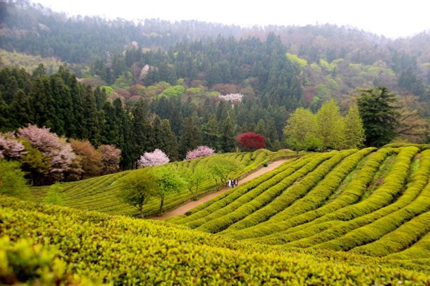 Nikmati Wisata Kebun...