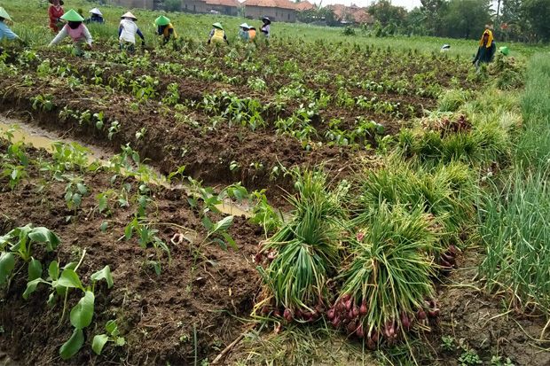 Tanaman Bawang di Cirebon Terserang Virus