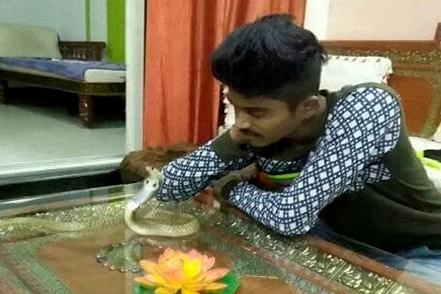 Kisah Tragis Pemuda India: Kecup Kobra Dulu, Tewas Kemudian