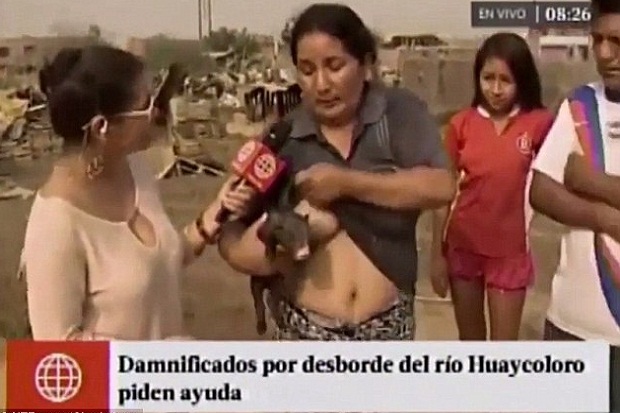 Wanita Peru Tiba-tiba Menyusui Babi saat Wawancara Live di TV