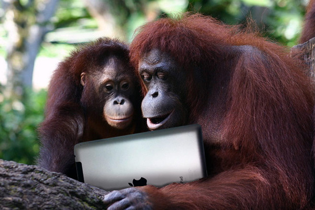 Gunakan Tablet Orangutan Bisa Berkembang Biak
