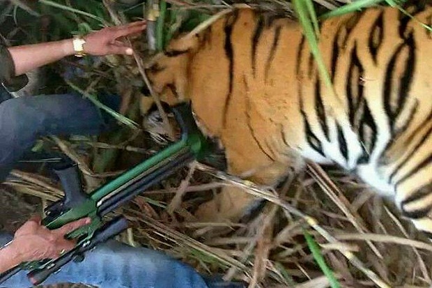 Bunuh 6 Warga India, Harimau Pemakan Manusia Ditangkap Secara Dramatis