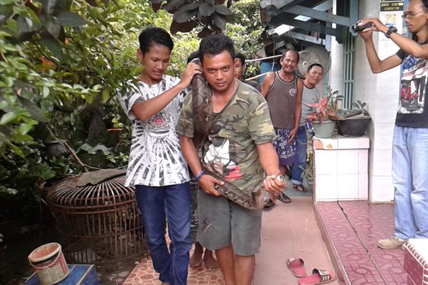 Piton 8 Meter Ini Ditemukan di Kamar Rumah Warga Palembang