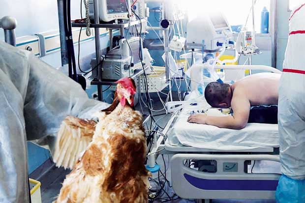 Korban Flu Burung di China Meningkat