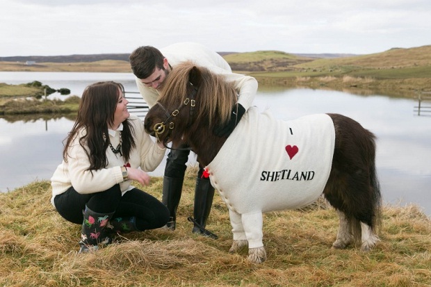 Yuk, Lihat Cantiknya Kuda Poni di Peternakan Shetland