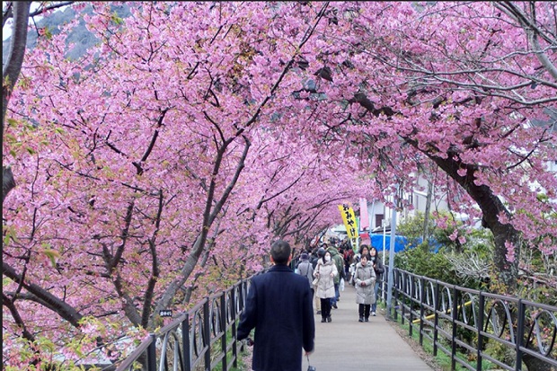 Jadwal Mekar Bunga Sakura di Jepang dan Korea 2017