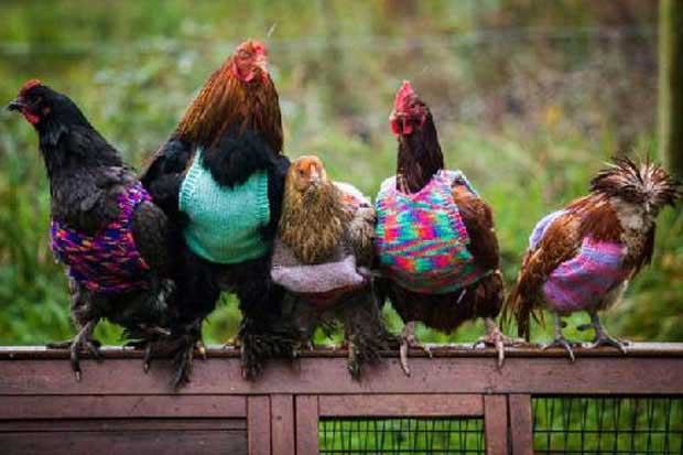 Para Perajut Membuat Pakaian Hangat Untuk Ayam