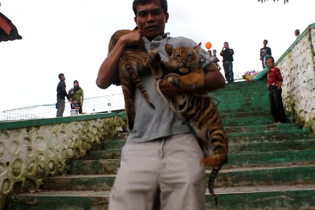BBKSDA Jatim Hentikan Sesi Foto dengan Anak Harimau di JTP 2