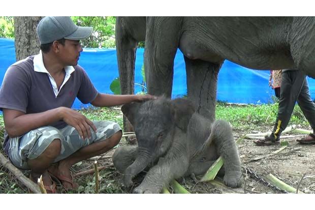 Gajah Sumatera Lahir di Conservation Response Unit Trumon Aceh Selatan