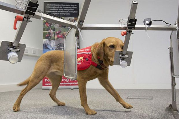 Ilmuwan Temukan Anjing yang Bisa Deteksi Kanker Payudara