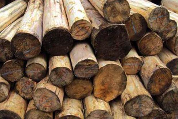 Perangkat Desa Jadi Pemain Illegal Logging