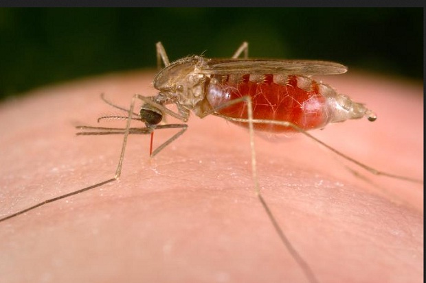 Ini Daerah Endemis Tinggi Malaria di Indonesia
