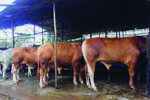 Asuransi Sapi untuk Menyongsong Swasembada Daging
