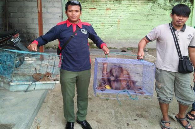 Boy, Bayi Orangutan yang Doyan Makan Nasi Dilepasliarkan
