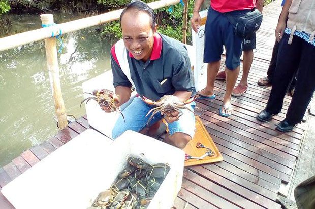 Ratusan Kepiting Bertelur Papua Dilepasliarkan di Pantai Wanasari